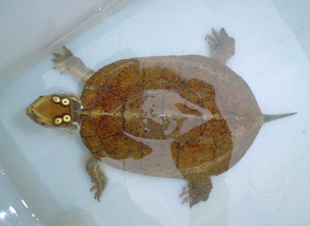 四眼斑水龟如何饲养 四眼斑水龟饲养方法