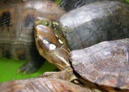 四眼斑水龟能活多久