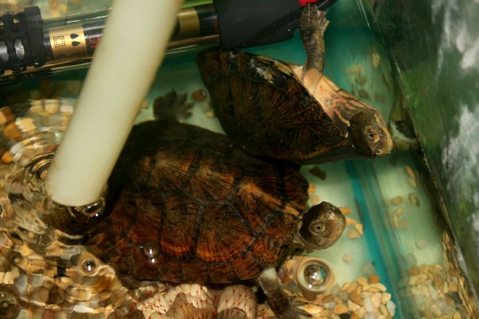 四眼斑水龟能跟什么龟一起养