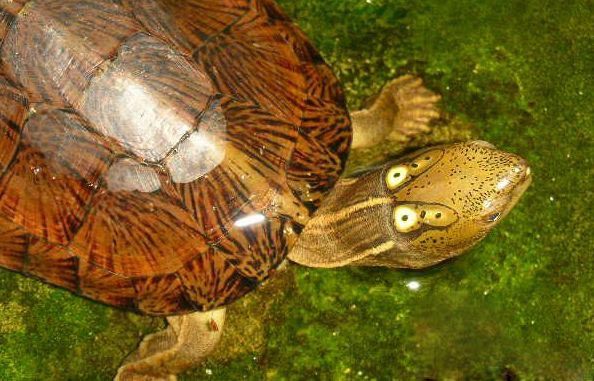 四眼斑水龟怎么训练