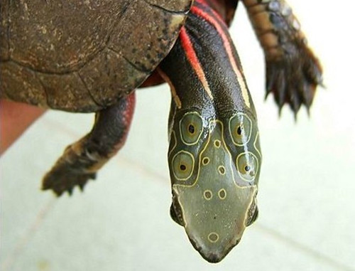 四眼斑水龟和眼斑苗子区别 四眼水龟和眼斑龟的区别