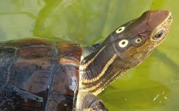 四眼斑水龟凶吗 四眼斑水龟凶不凶