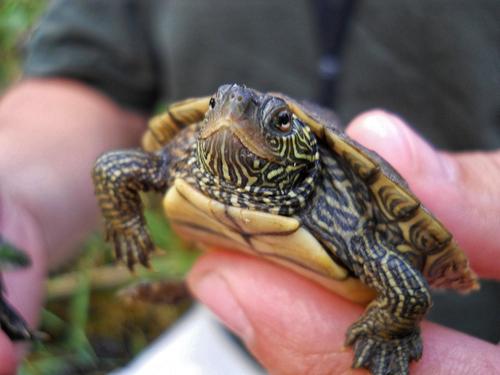 地图龟为什么叫神经龟 地图龟为什么是逗比