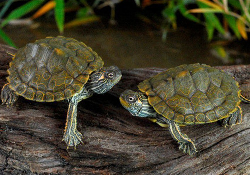 地图龟怎么养 地图龟饲养