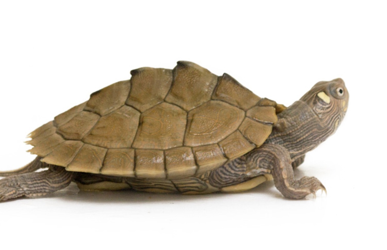 地图龟寿命一般有多少年 地图龟寿命多长时间