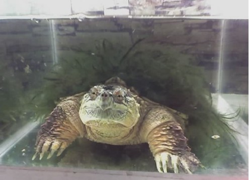 佛州拟鳄龟能长多大 佛州拟鳄龟最大可以长多大