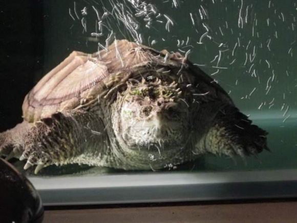 佛州拟鳄龟多大可繁殖