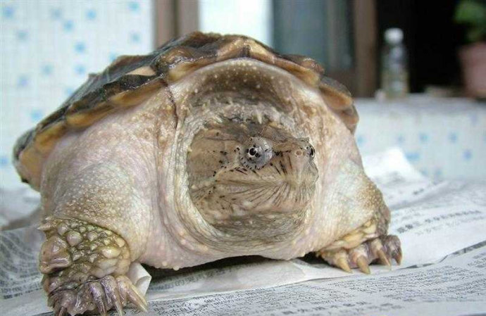 佛州拟鳄龟是水龟吗
