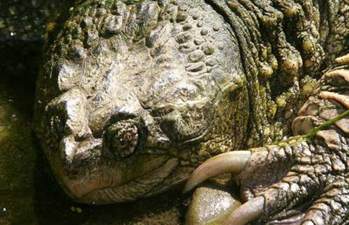 佛州拟鳄龟保护级别