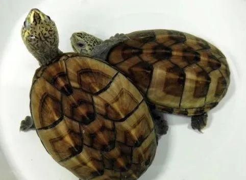 果核泥龟寿命 果核泥龟的寿命