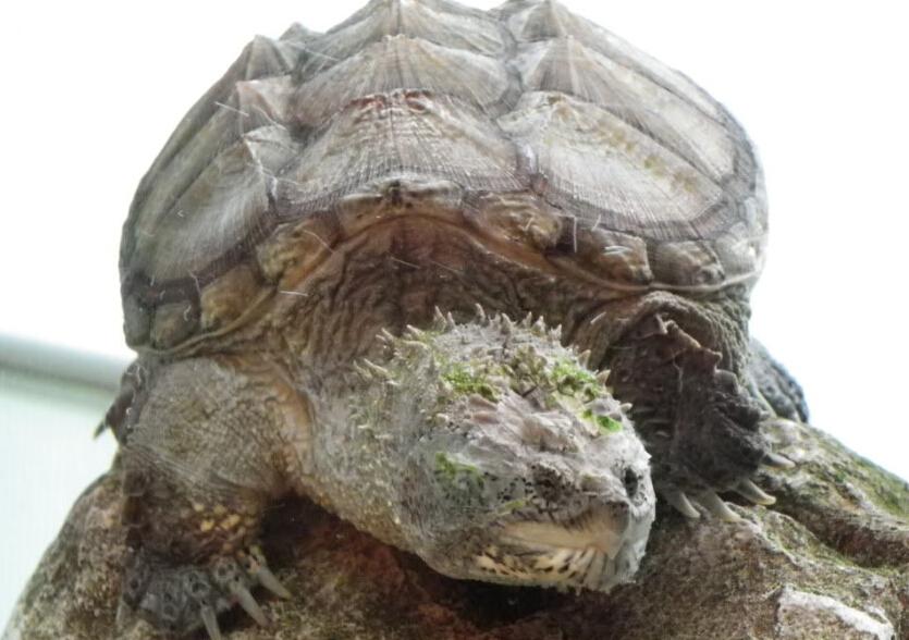 南美拟鳄龟能长多大