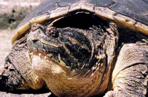 南美拟鳄龟如何变得凶猛