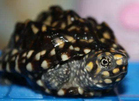 黑池龟怎么分公母 黑池龟如何分公母