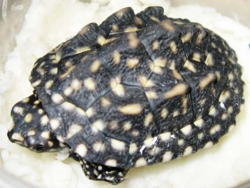 哈米顿氏龟黄斑与白斑区别