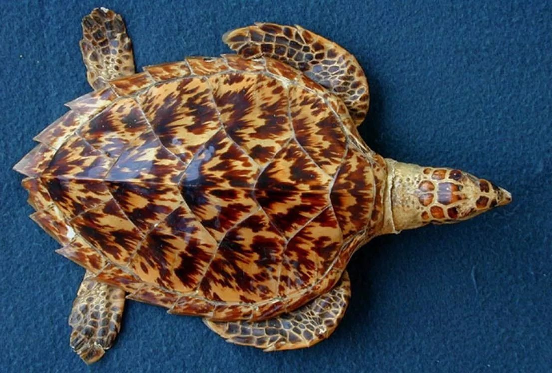 绿海龟和红海龟的区别
