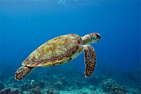 绿海龟寿命最长多少年