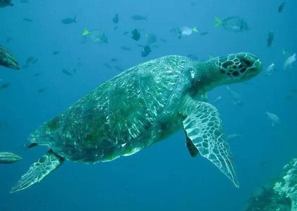 绿海龟的寿命有多长