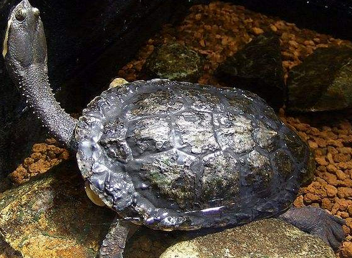南美蛇颈龟的生活环境