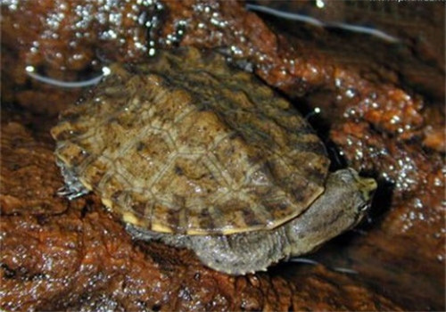 南美蛇颈龟的饲养要点