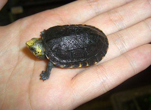 亚马逊泥龟长多大