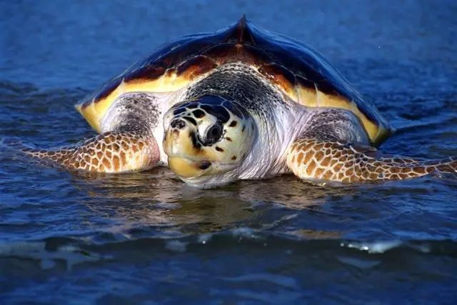 太平洋丽龟饲养方法