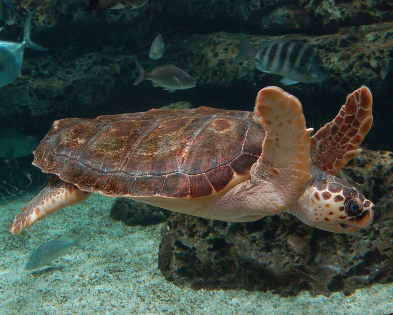 红海龟和绿海龟的区别 红海龟和绿海龟有啥区别?