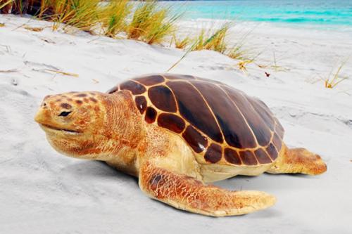 红海龟寿命 红海龟的寿命