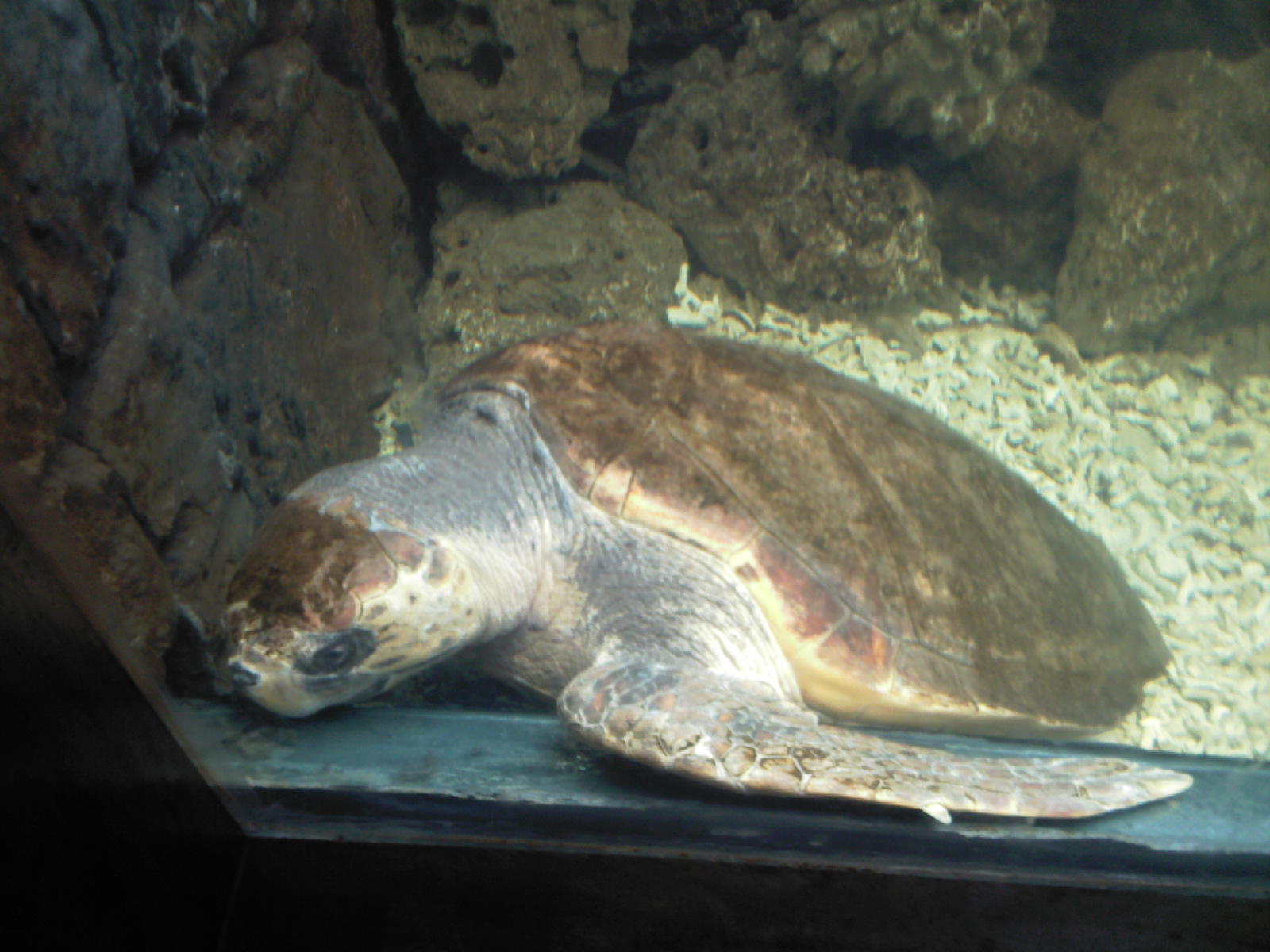 太平洋丽龟的寿命