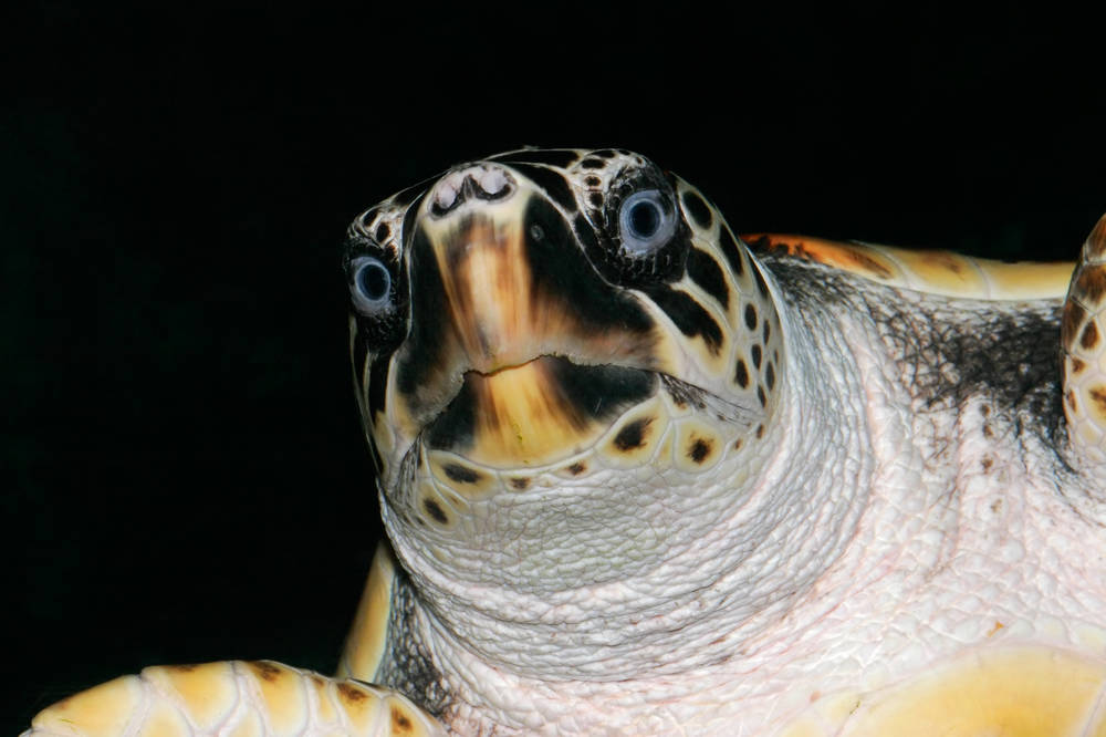 红海龟是几级保护动物