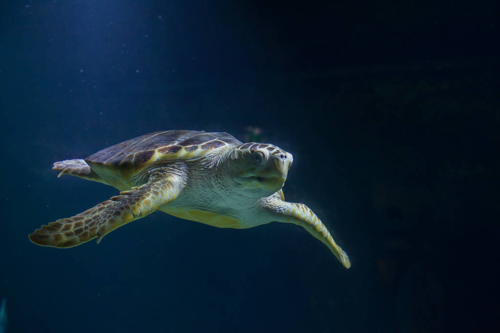 红海龟可以淡水养吗