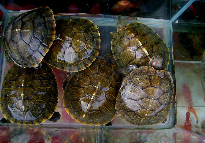 红纹锦龟多少钱一只 红纹南锦龟多少钱一只