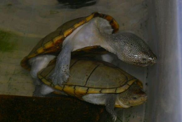 哈雷拉泥龟能深水吗 哈雷拉泥龟能深水么
