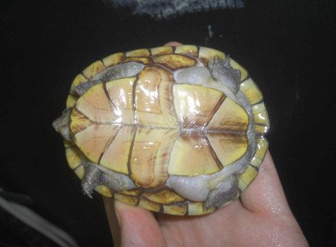 哈雷拉泥龟是保护动物吗