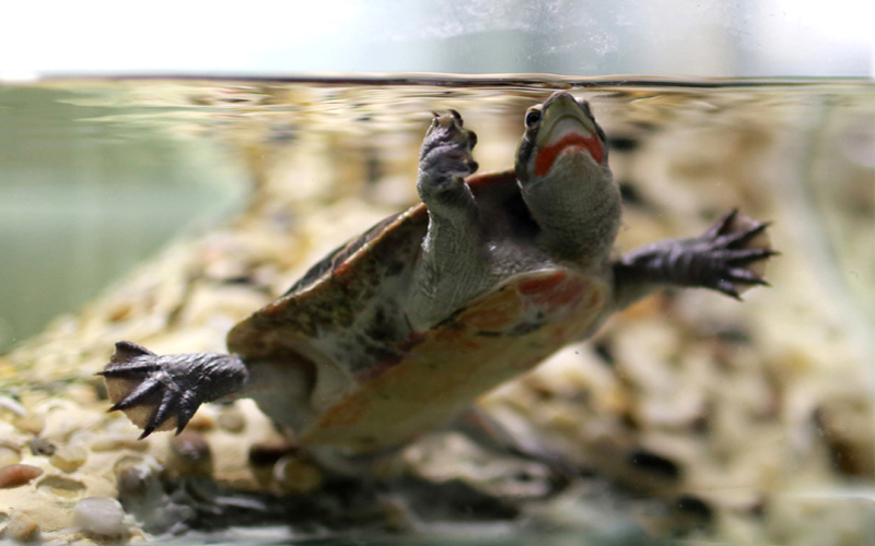 红腹短颈龟可以和鱼一起混养吗