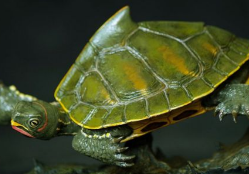 冠背龟饲养方法