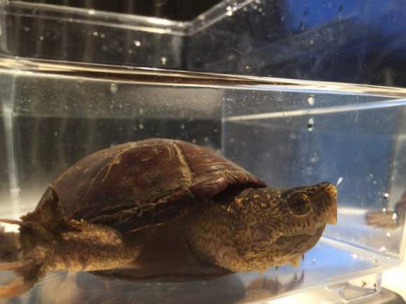 佛罗里达泥龟是保护动物吗