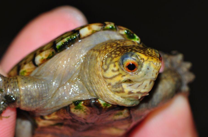 佛罗里达泥龟饲养环境