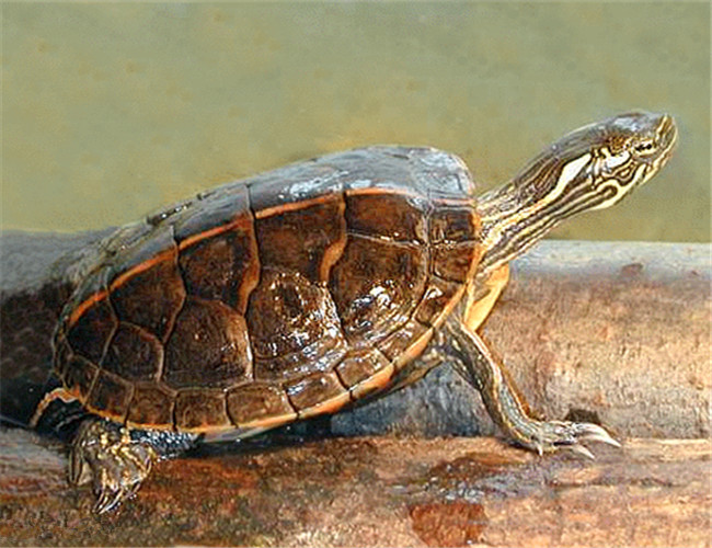 南部锦龟能活多久