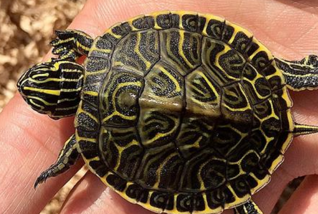 佛州甜甜圈龟是深水龟吗