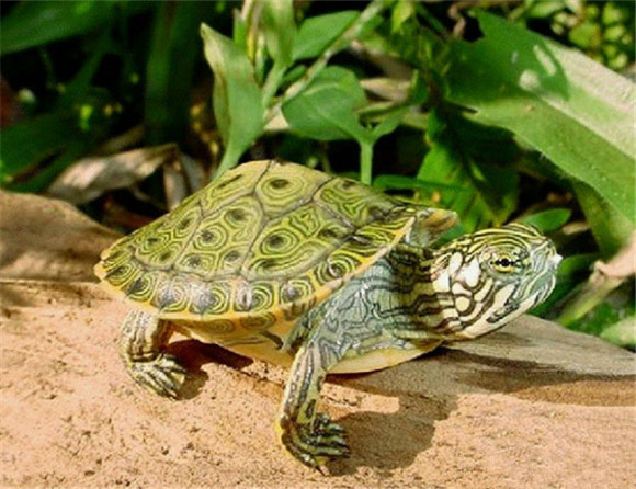 佛州甜甜圈龟是巴西龟吗