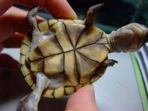 沼泽侧颈龟能长多大 沼泽侧颈龟成体大小