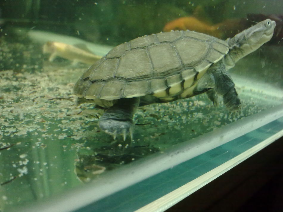 沼泽侧颈龟能和什么鱼一起养