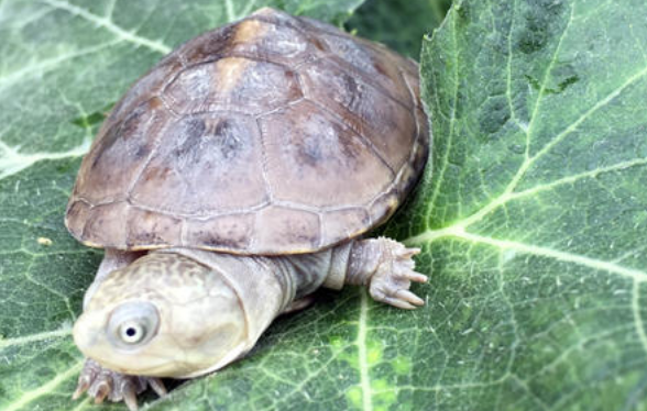 沼泽侧颈龟如何饲养 沼泽侧颈龟的饲养方法