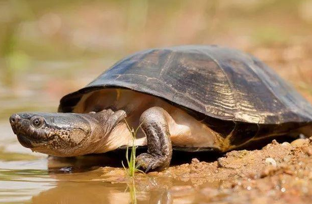 沼泽侧颈龟吃活鱼吗
