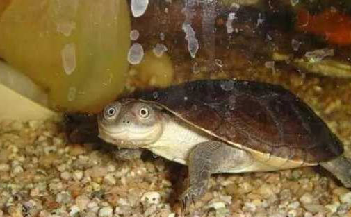 沼泽侧颈龟可以深水养吗 沼泽侧颈龟水深多少