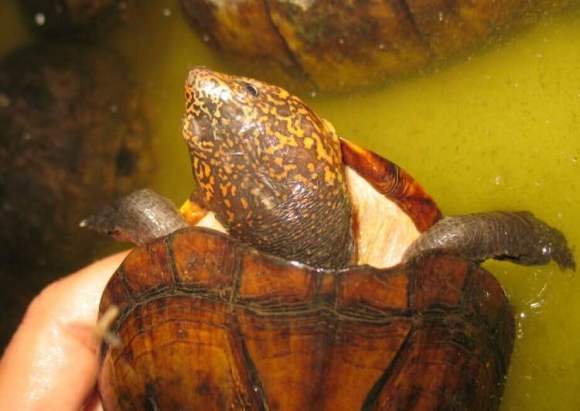 白唇蛋龟寿命  白唇蛋龟的寿命