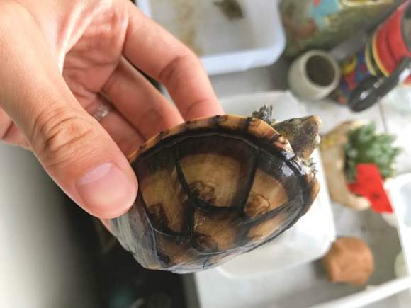白唇蛋龟多大可以繁殖 白唇蛋龟什么时候产蛋