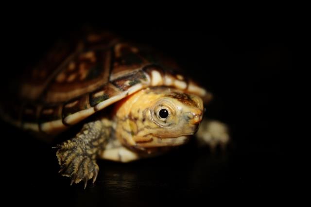 白唇蛋龟怎么分公母 白唇蛋龟公母区分