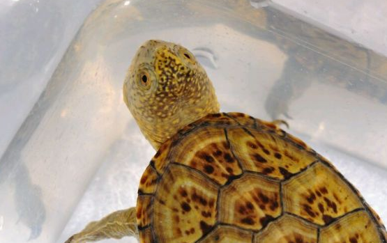 头盔泥龟一般几月下蛋