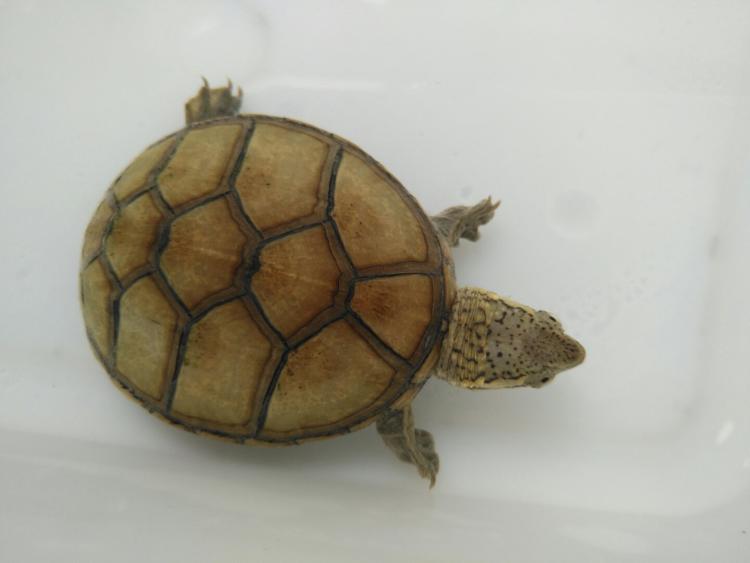 泥龟的腋下盾与鼠蹊盾不相连,北部白唇泥龟的腋下盾与鼠蹊盾相连接的